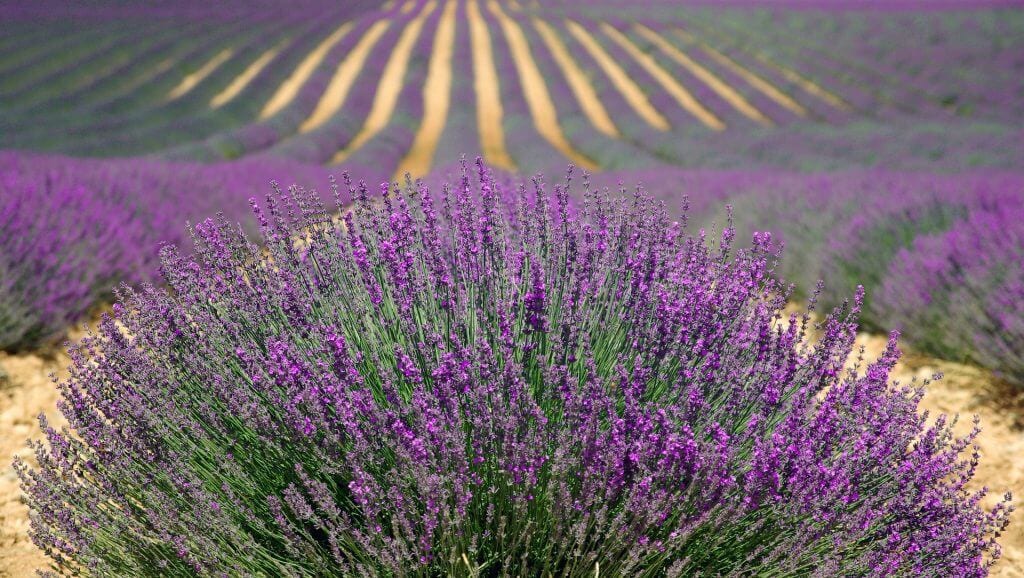 lavender-894919_1920 lavender-894919_1920