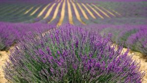 lavender-894919_1920 lavender-894919_1920