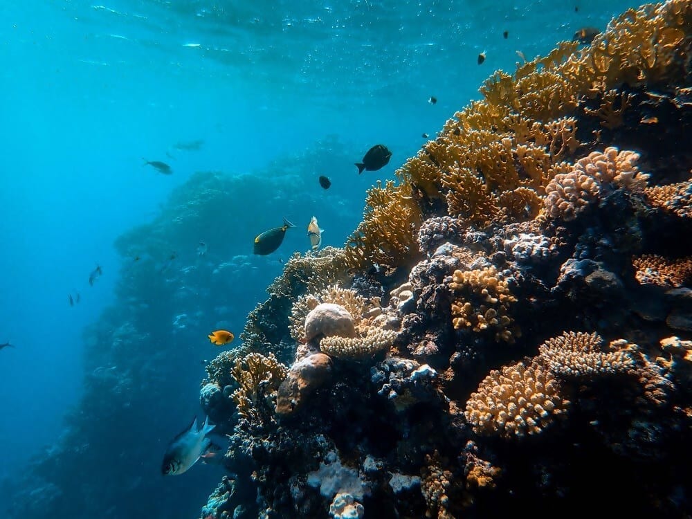 Live Life Underwater At The Great Barrier Reef - Traveler Door