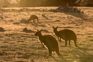 shutterstock_1024814875 (1) shutterstock_1024814875 (1)